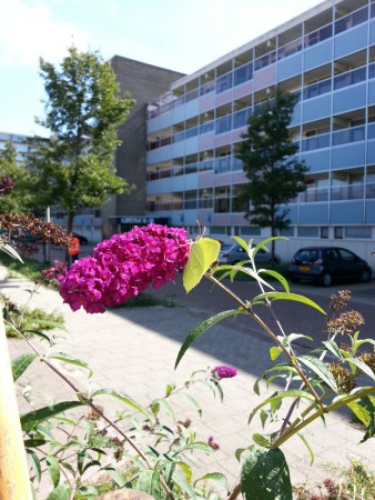 Gonepteryx rhamni ( Citroenvlinder )